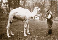 Wie das Kamel in den Bürgerpark kam