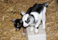 Ziegen Nachwuchs im Tiergehege des Bürgerparks