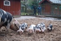 Die kleinen Bunten Bentheimer toben durch das Tiergehege