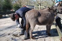 Esel Pediküre im Tiergehege