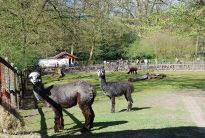 Alpaka-Stute Rosalie im Tiergehege des Bremer Bürgerparks