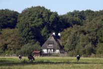 Schwarzbunte auf der Meiereiwiese