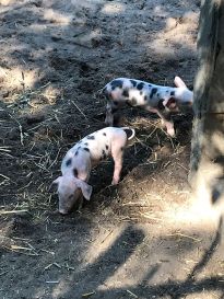 Ferkelchen aus dem dritten Wurf der Bunten Bentheimern im Tiergehege