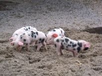 Bunte Bentheimer Ferkel tollen im Tiergehege des Bürgerparks herum