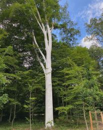 Der Baum mit seiner Schicht aus schützender weißer Farbe.