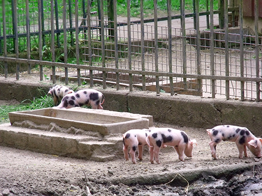 Umher tollende Bunte Bentheimer im Tiergehege des Bremer Bürgerparks