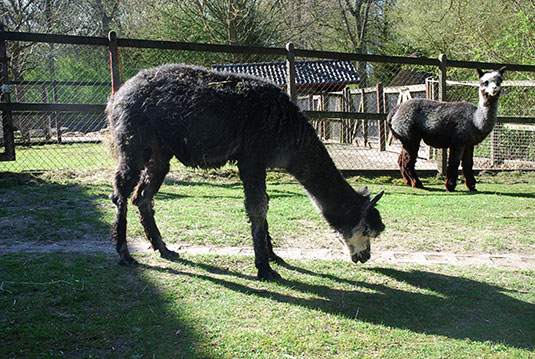 Alpaka-Stute Rosalie im Tiergehege des Bremer Bürgerparks