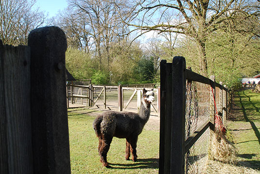 Alpaka-Stute Rosalie im Tiergehege des Bremer Bürgerparks