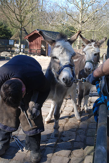 Esel Pediküre im Bremer Bürgerpark