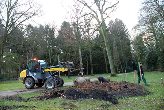 Pflanzungen der Spenderbäume im Bremer Bürgerpark