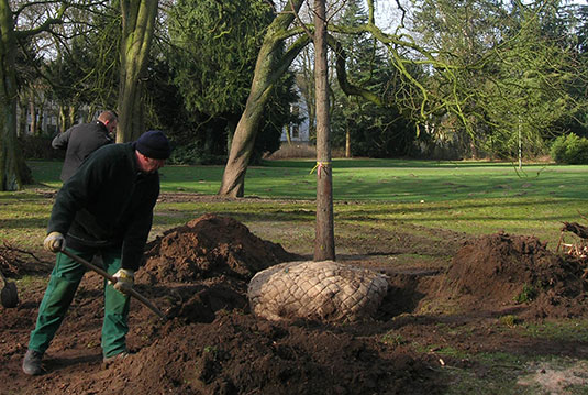 Pflanzungen der Spenderbäume im Bremer Bürgerpark