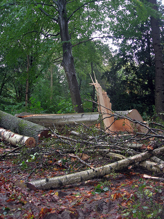 Zerbrochener Baum und viele abgebrochenen Äste