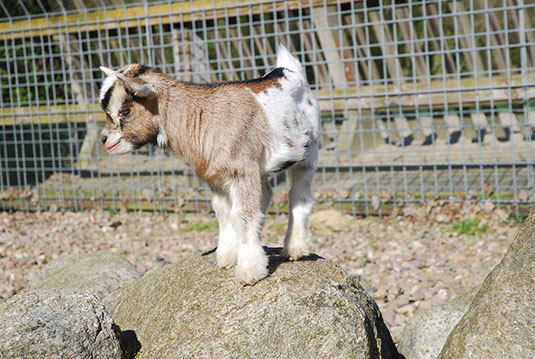 Ziegen Nachwuchs im Tiergehege des Bürgerpark Bremen