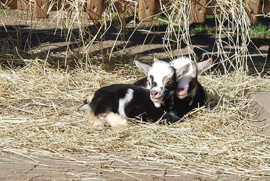 Ziegen Nachwuchs im Tiergehege des Bürgerpark Bremen