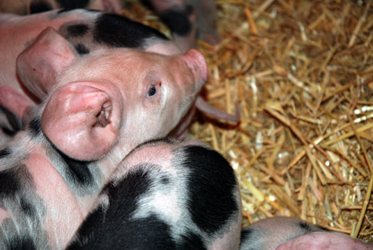 Bunte Bentheimer Ferkel unter der Wärmelampe