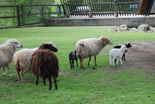 Junge Skudden im Tiergehege des Bremer Bürgerparks