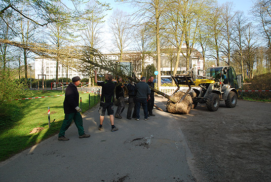 Anlieferung des Tulpenbaums im Bremer Bürgerpark