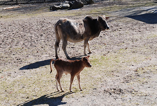 Das erste Zebu-Kälbchen 2018