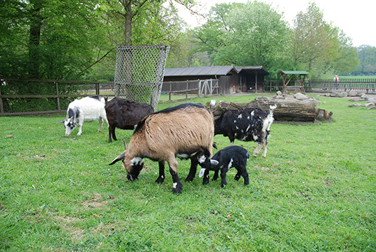 Ziegenjunges mit Mutter im Tiergehege