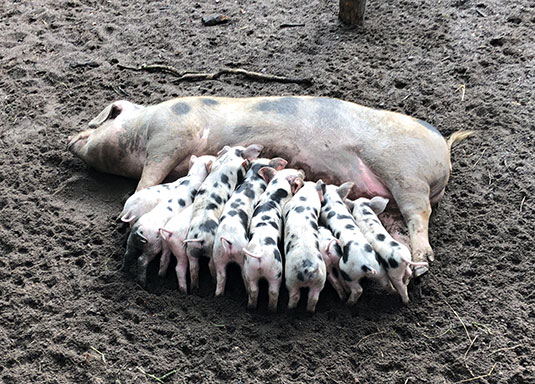 Bunte Bentheimer Ferkel im Bremer Bürgerpark