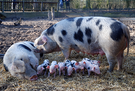 9er Wurf der Bunten Bentheimer im Tiergehege des Bürgerparks