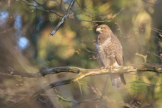 Mäusebussard