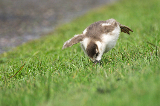 Nilgännschen