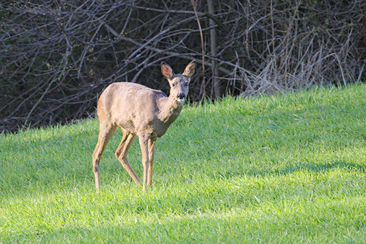 Wild lebendes Reh im Bürgerpark