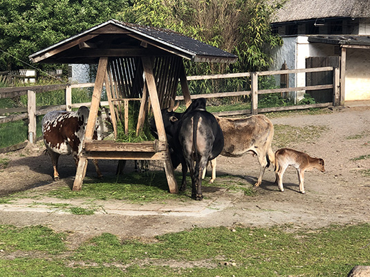 Zwergzebu Lilo und Mutter Lucie