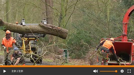 Landschaftsgärtner beim Fällen der Fichten im Bürgerpark