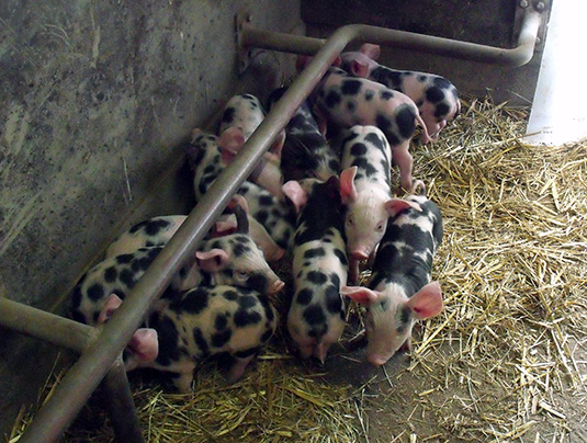 11 kleine Ferkel im Schweinestall des Tiergeheges