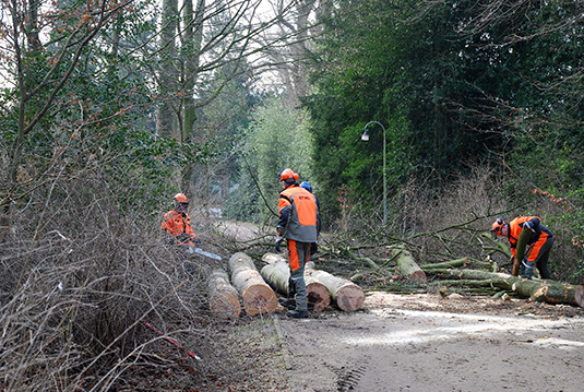 Holzfäller zerlegen die Bäume zum Abtransport