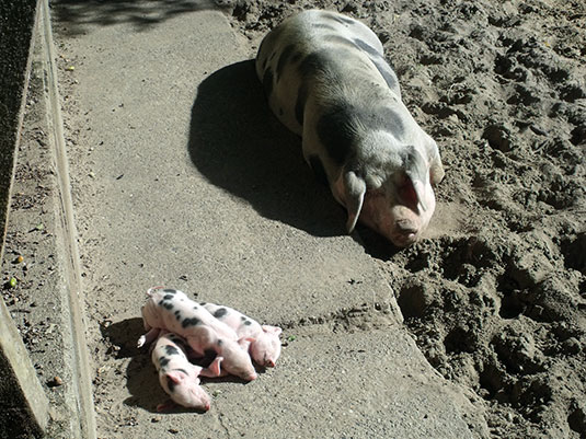 Bentheimer Sau Bernadette mit Ferkel