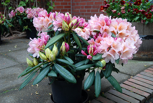 Die üppig blühende Rhododendron-Sorte „Bürgerpark Bremen“ der Baumschule Bruns