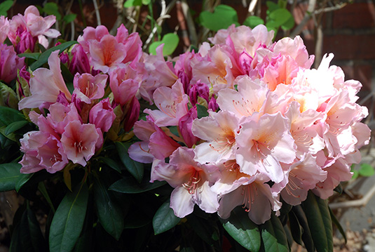 Die Rhododendron-Sorte „Bürgerpark Bremen“ der Baumschule Bruns