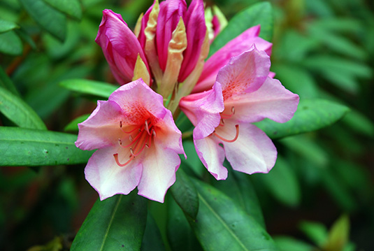 Die üppig blühende Prachtblüte der neuen Rhododendron-Sorte „Bürgerpark Bremen“