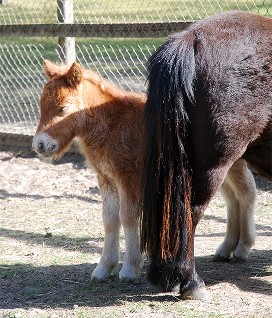 Shetland Junges Arnie bei seiner Mutter im Bremer Tiergehege