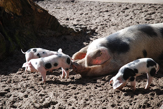 Frühjahrsnachwuchs bei den Bunten Bentheimern im Tiergehege des Bremer Bürgerparks