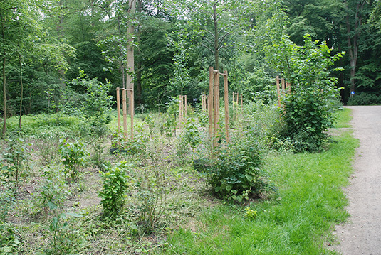 Strauchpflanzungen auf der Pflanzliche nahe dem großen Spielplatz am Emmasee.