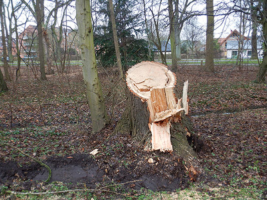 Schäden im Bürgerpark durch Sturm Ylenia.