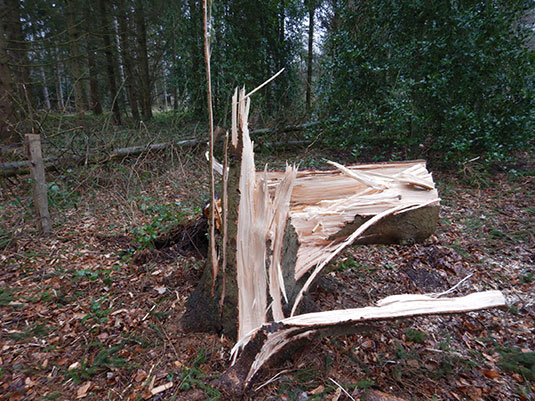 Schäden im Bürgerpark durch Sturm Ylenia.