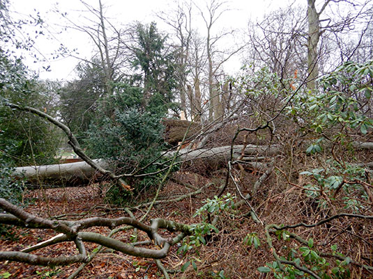 Schäden im Bürgerpark durch Sturm Ylenia.