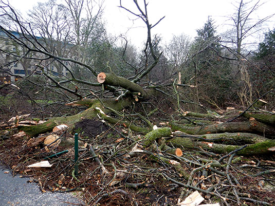 Schäden im Bürgerpark durch Sturm Ylenia.