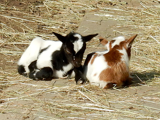 Zicklein im Tiergehege