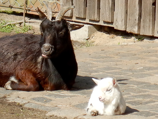 Zicklein im Tiergehege