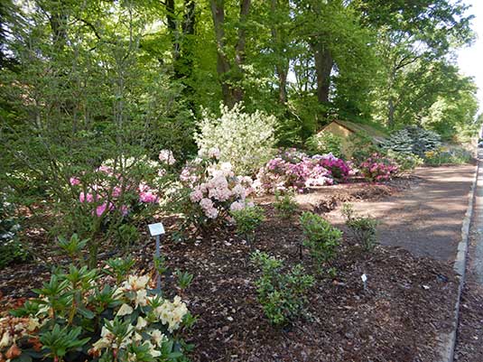 Neupflanzungen im Rhododendronpark ermöglicht durch die Bürgerpark-Tombola